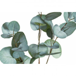Eucalyptus seed branch